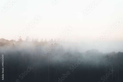 Fog  Forest  Nature  Landscape  Environment