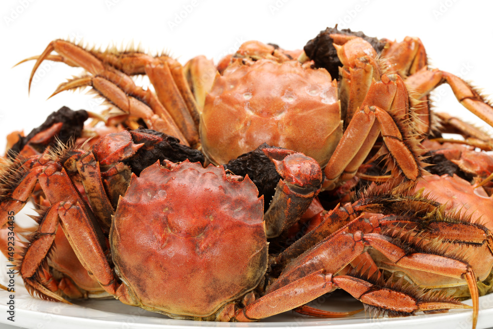 Cooked river crab isolated in white background Cooked river crab isolated in white background