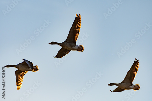 greylag geese flying nearby the danube river in ardagger, lower austria