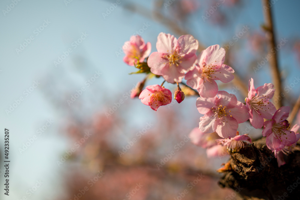 桜 桜