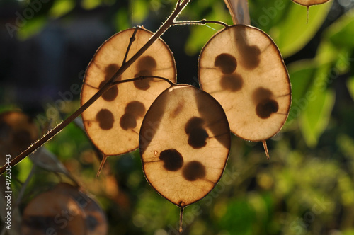 lunaria  annua or annual honesty ripe pods, silicles