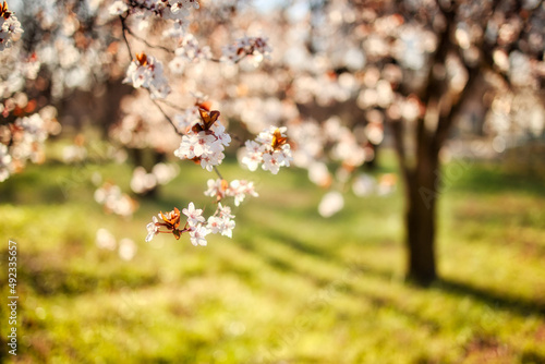 Abstract soft focus sunset blooming cherry landscape spring flowers and warm golden hour sunset sunrise. Tranquil spring summer nature closeup and blurred forest background. Idyllic nature springtime