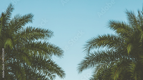 Selective focused on tree coconut leaf or palm leaf with middle or center copy space.