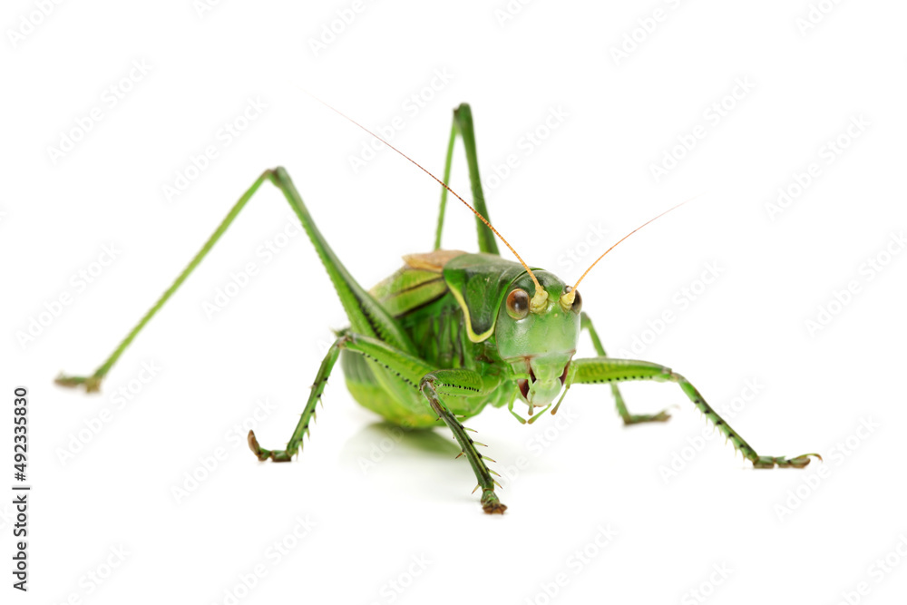 green grasshopper isolated on white green grasshopper isolated on white