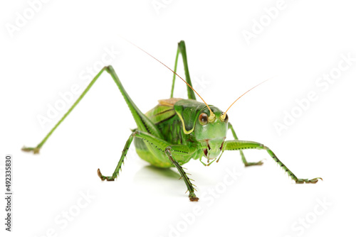 green grasshopper isolated on white © zcy