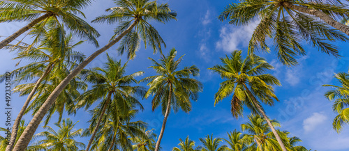 Tropical paradise design banner background. Coconut palm tree silhouettes at bright sunny day. Panoramic landscape view. Vivid boost colors effect. Exotic forest nature  green leaves on blue sky view