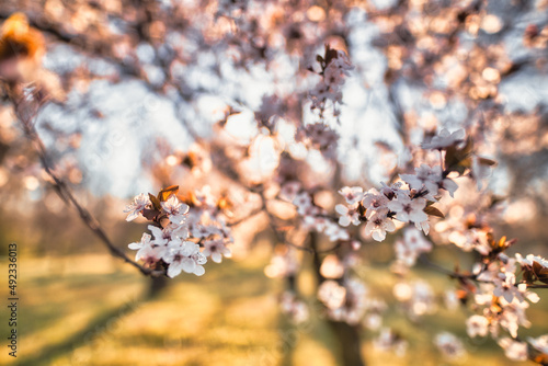 Abstract soft focus sunset blooming cherry landscape spring flowers and warm golden hour sunset sunrise. Tranquil spring summer nature closeup and blurred forest background. Idyllic nature springtime