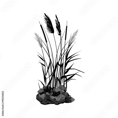 Vector illustration.Black silhouette of reeds  sedge  stone cane  bulrush  or grass on a white background.