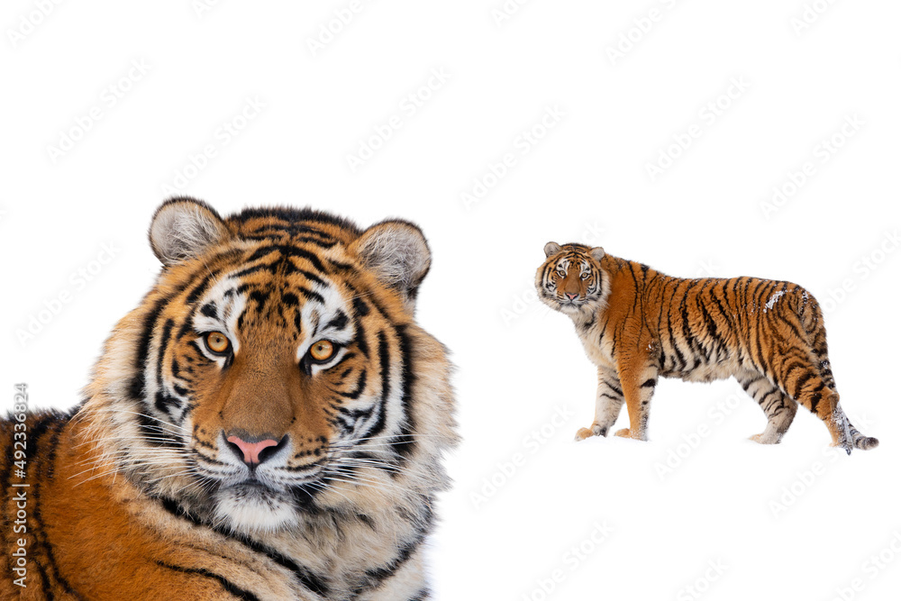 Fototapeta premium tiger portrait isolated on white background