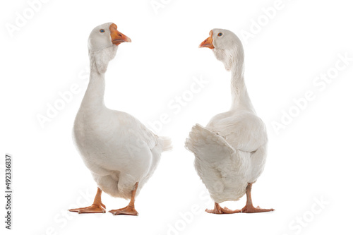  two female geese isolated on white background