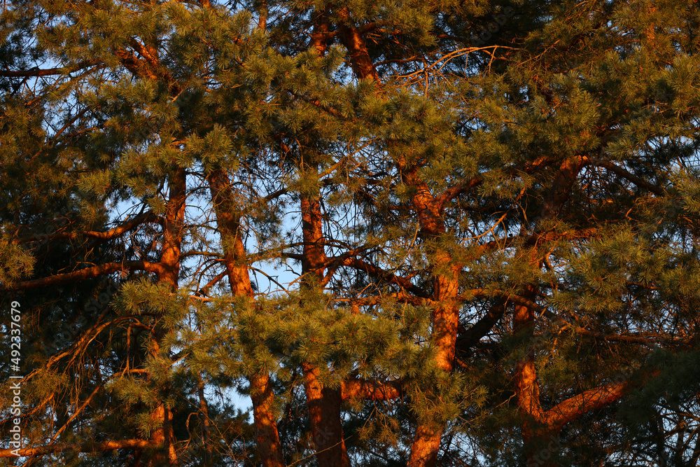Sunset in pine forest nature background. Dark background of pine forest.Last sun in forest nature. Sun rays through pine forest nature. Pine forest sunset light. Nature. Forest. Sunset. Dusk.
Sunset in pine forest nature background. Dark background of pine forest.Last sun in forest nature. Sun rays through pine forest nature. Pine forest sunset light. Nature. Forest. Sunset. Dusk.