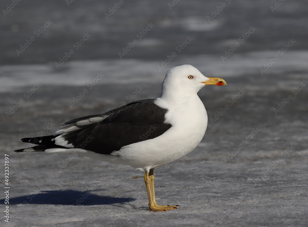 Lesser black-backed gull Lesser black-backed gull