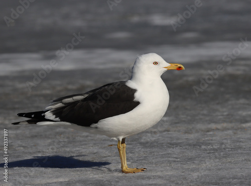 Lesser black-backed gull © John Sandoy