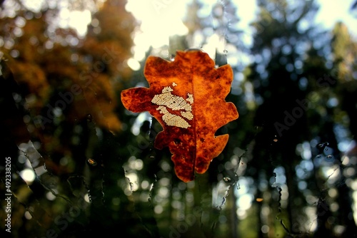 Leaf on windscreen