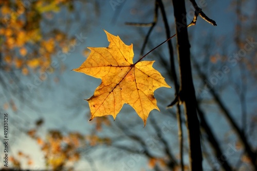 Leaf