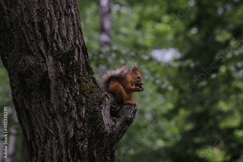 a beautiful little squirrel is sitting on a branch © Наталья Кожухова