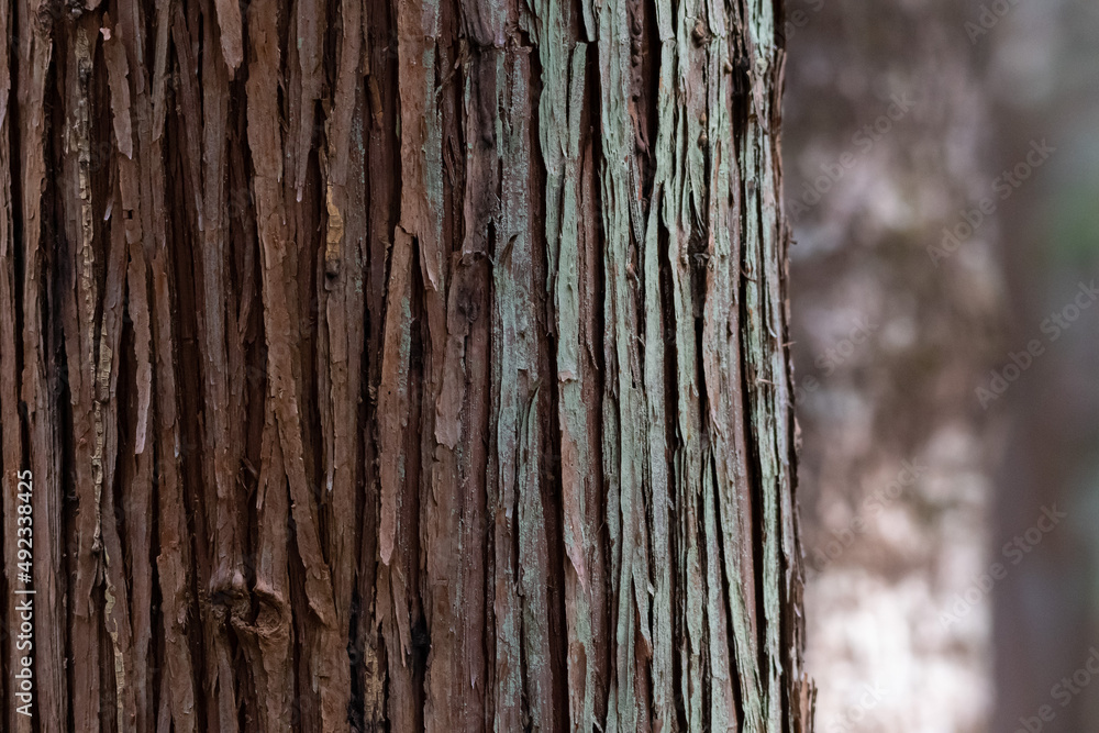 Fototapeta premium 杉の木の皮