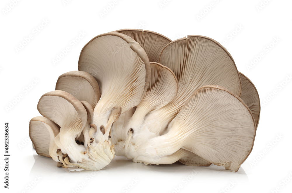 oyster mushroom on white background oyster mushroom on white background