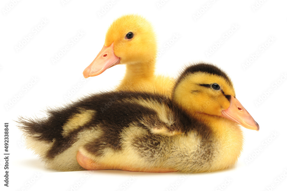 Duckling on white background Duckling on white background
