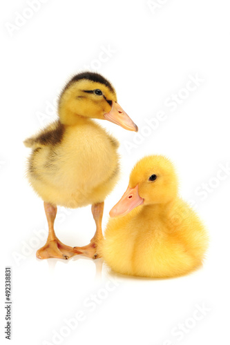 Duckling on white background 