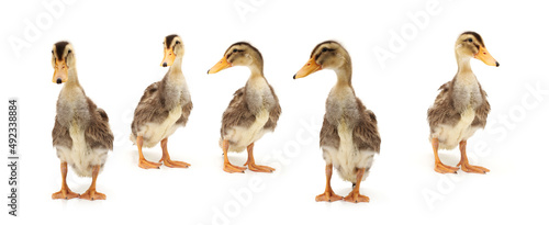 Duckling on white background 