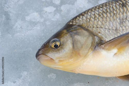 Photography ide fish on ice