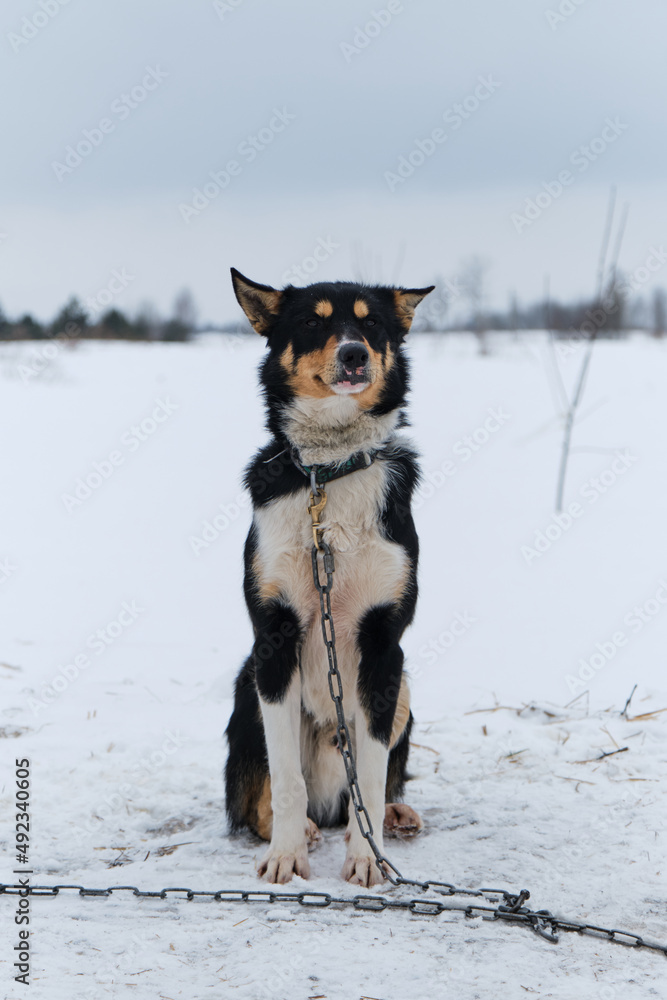 Portrait of northern sled dog Alaskan Husky in winter outside in snow. Black white red haired handsome half breed is sitting looking into distance, full length portrait. Charming doggy.