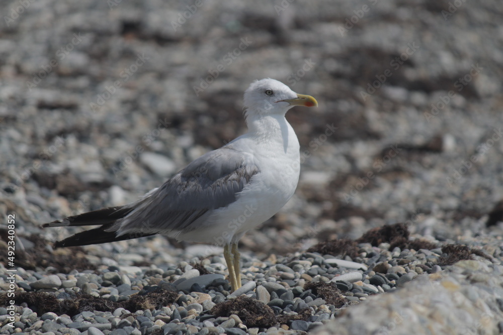 a white seagull stands on the seashore a white seagull stands on the seashore