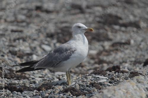 a white seagull stands on the seashore