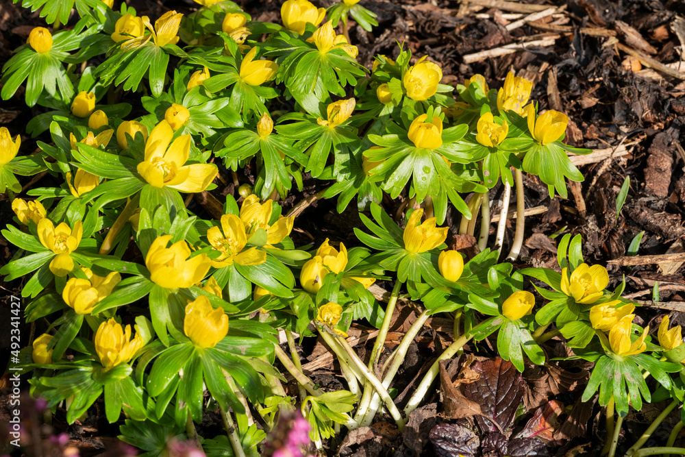 Obraz premium Eranthis hyemalis a late winter spring flowering plant with a yellow wintertime flower commonly known as winter aconite, stock photo image
