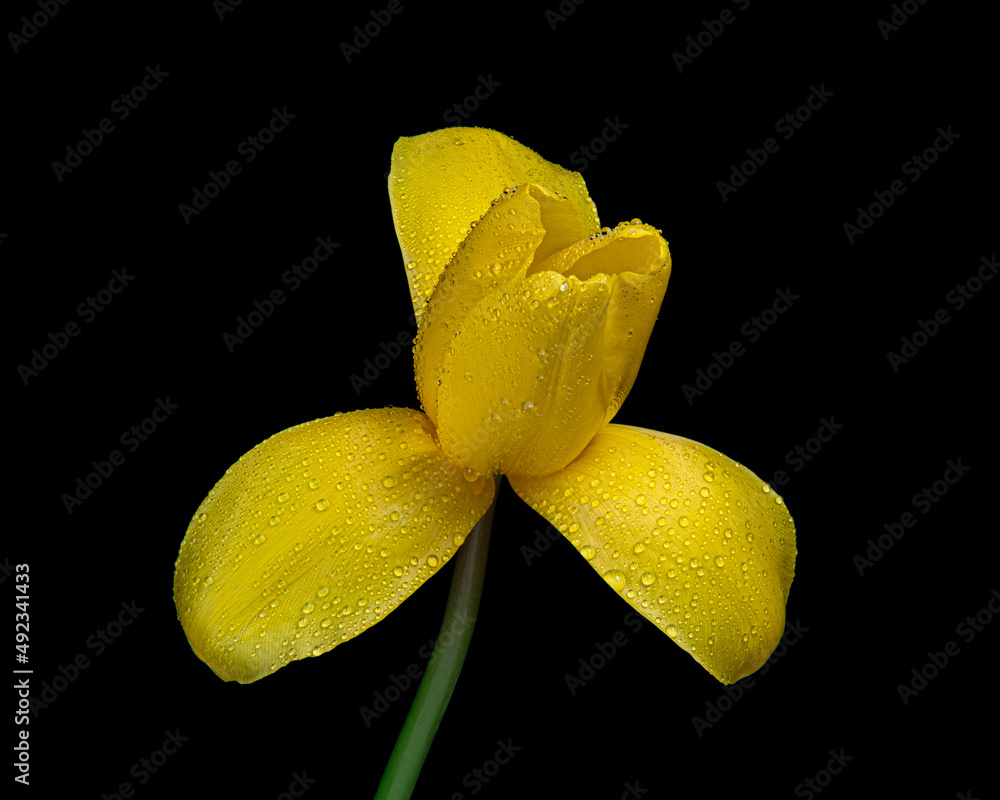 Fototapeta premium Yellow blooming tulip with green stem and water drops isolated on black background. Close-up shot.