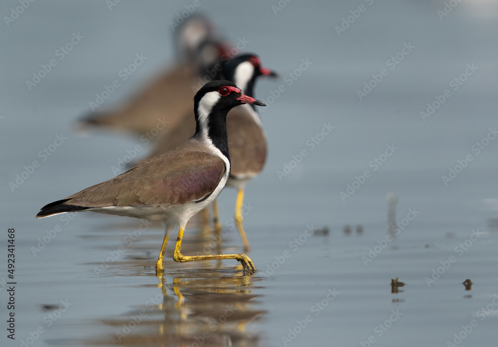 Red-wattled Lapwings queuing at Bhigwan bird sanctuary Maharashtra Red-wattled Lapwings queuing at Bhigwan bird sanctuary Maharashtra