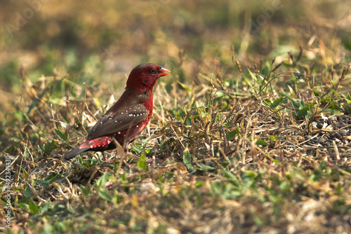 Red munia on the grass at Bhigwan bird sanctuary Maharashtra photo