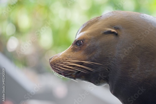 photo of a sea lion