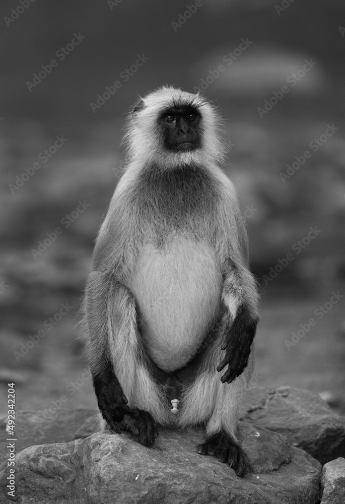 Obraz premium Gray Langur sitting on rock at Ranthambore National Park, India