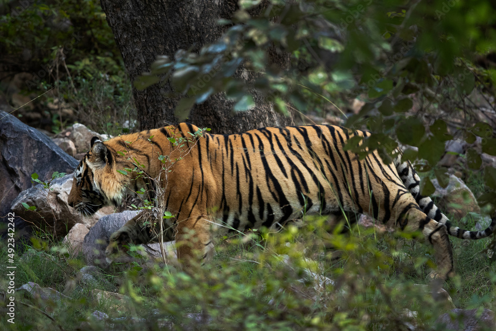 Obraz premium A tiger moving inside bushes at Ranthambore Tiger Reserve, India