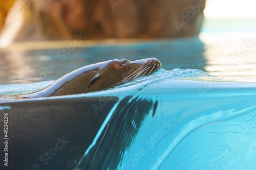 sea lion in the water