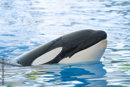 killer whale in the pool