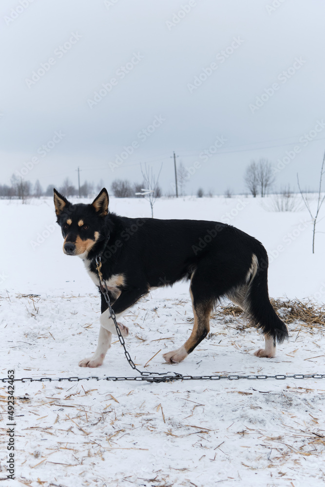 Portrait of northern sled dog Alaskan Husky in winter outside in snow. Black haired handsome half breed stands, full length portrait. Charming doggy. Portrait of northern sled dog Alaskan Husky in winter outside in snow. Black haired handsome half breed stands, full length portrait. Charming doggy.