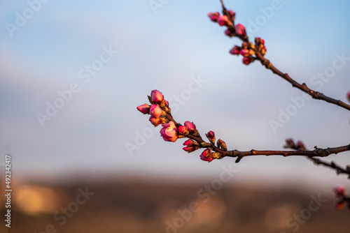 almond buds on a spring morning