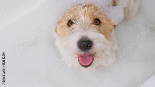 A Jack Russell Terrier dog is standing in a bath of water and soapy suds. Grooming procedure.