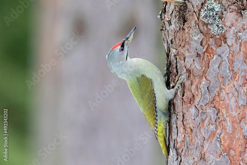 Gray woodpecker in a pine tree male