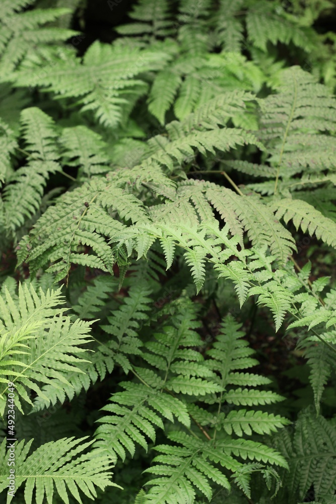 fern leaves