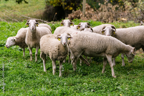 ovejas aranesas, Bausen, valle de Aran, catalunya, cordillera de los Pirineos, Spain, europe
