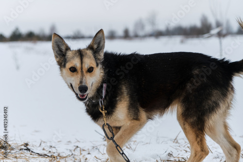 Portrait of northern sled dog Alaskan Husky in winter outside in snow. Back haired half breed with funny big ears is tied to a chain.