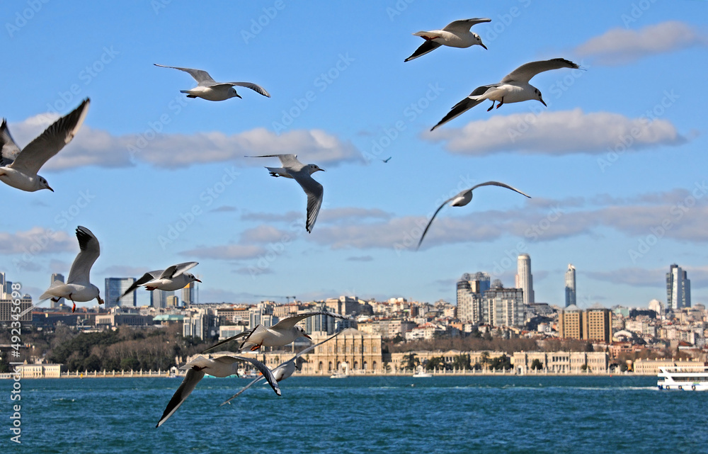 Seagulls and Istanbul
