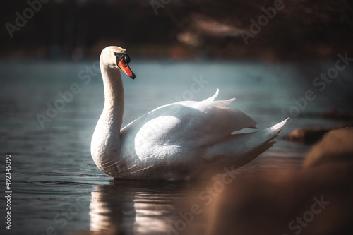 Adulter H  ckerschwan  Cygnus olor  am Ufer eines Sees im Fr  hjahrs-Sonnenlicht