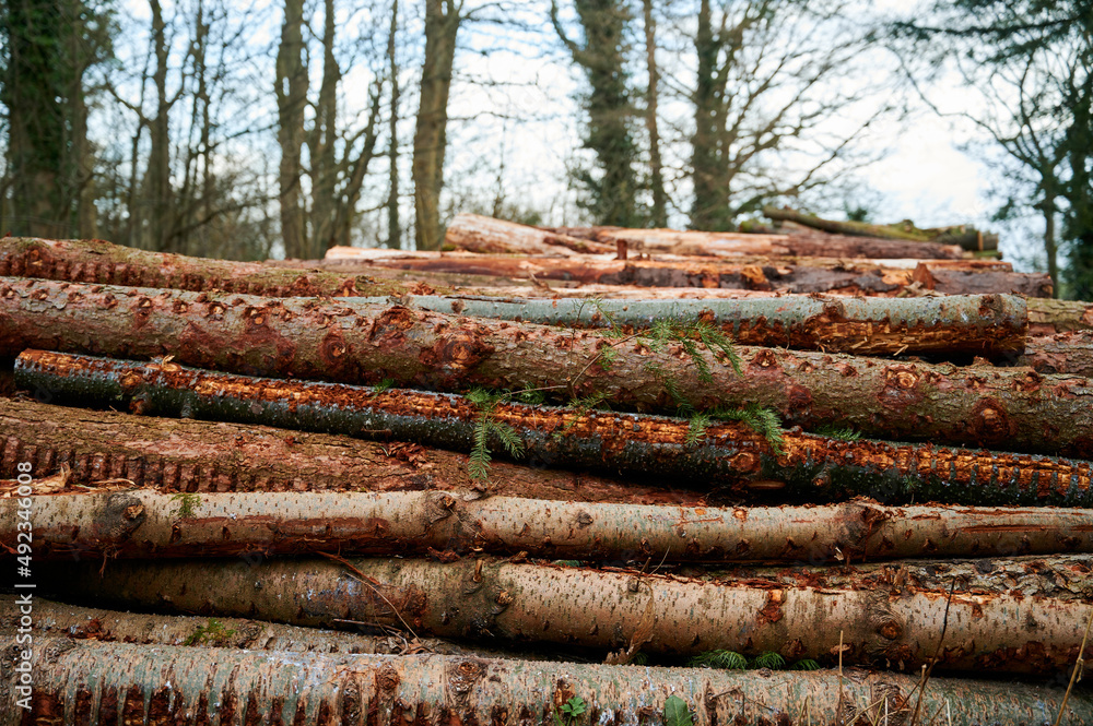 logs lying in a horizontal pile in forest or wood logs lying in a horizontal pile in forest or wood
