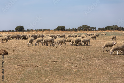 View of flock of sheep on mountains, grazing farmland field, green herbs, in Spain