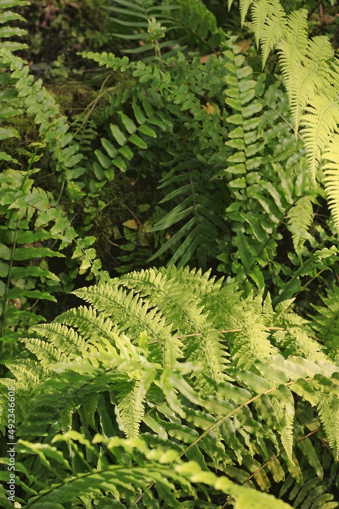 fern leaves